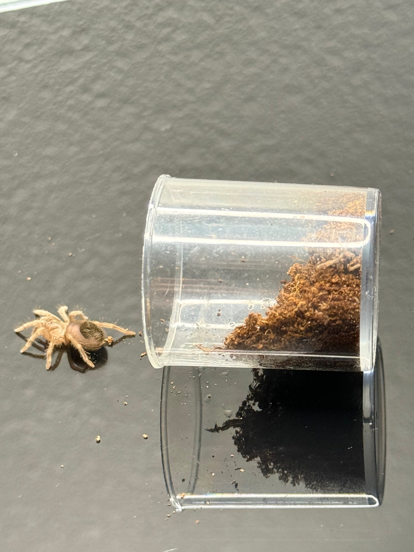 Eupalaestrus campestratus
