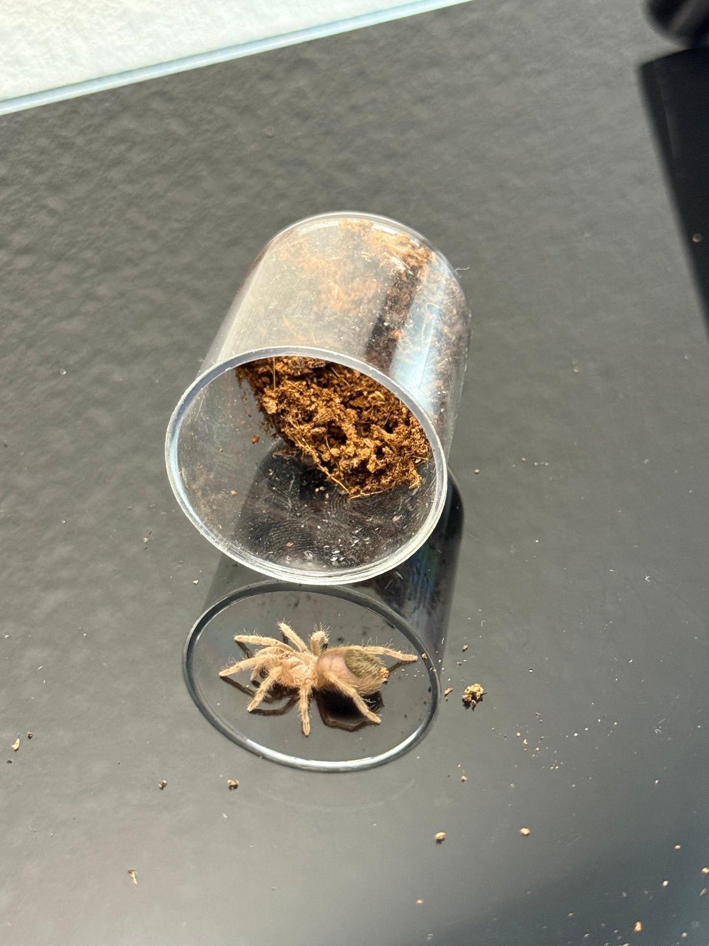 Eupalaestrus campestratus