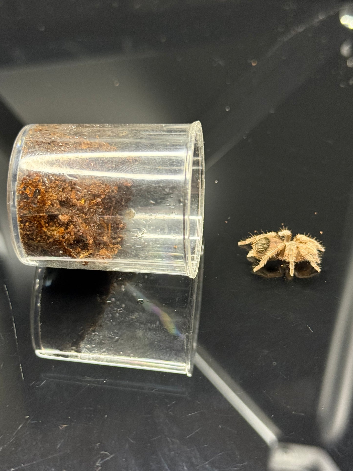 Eupalaestrus weijenberghi