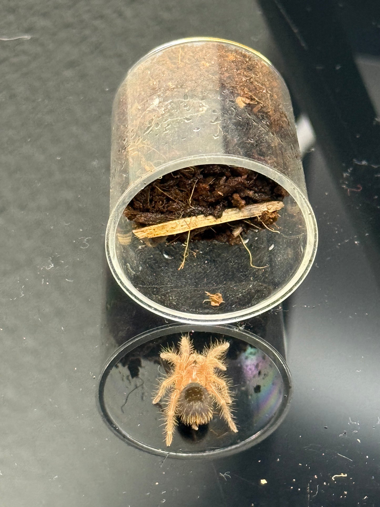 Grammostola pulchripes