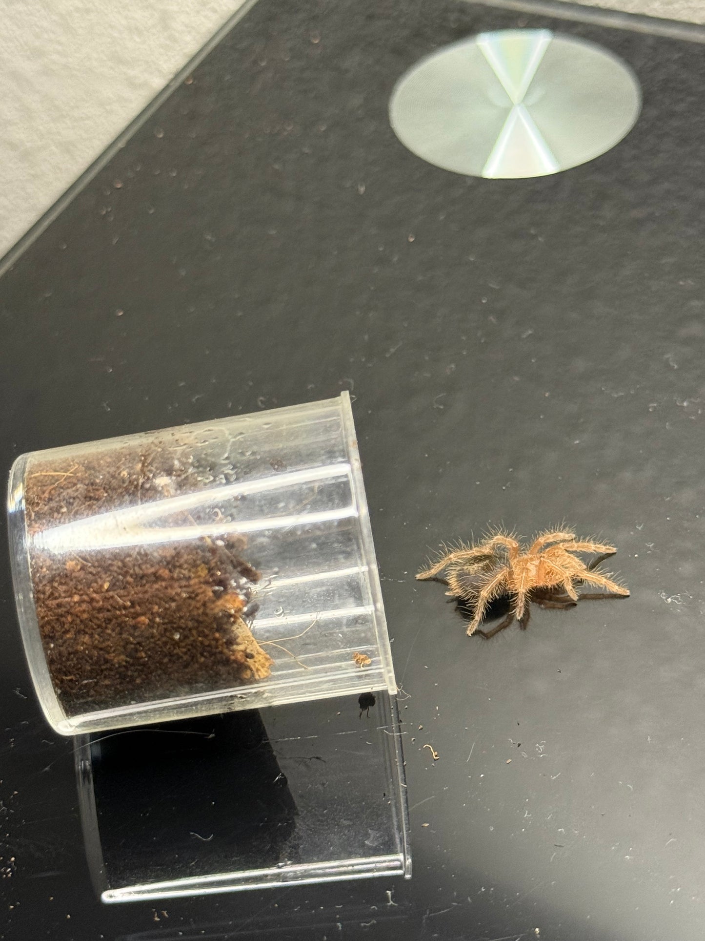 Grammostola pulchripes