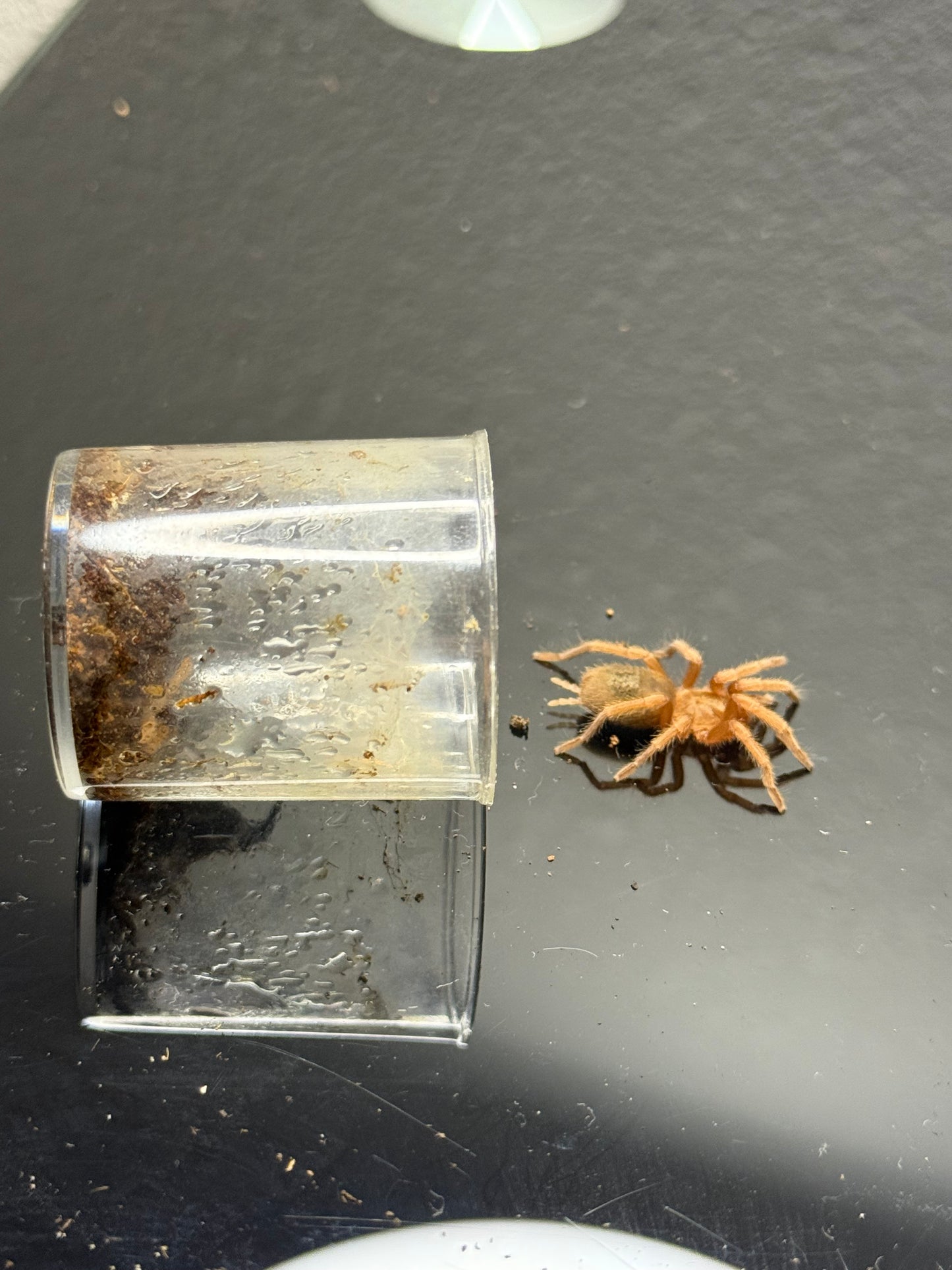 Euthalus parda