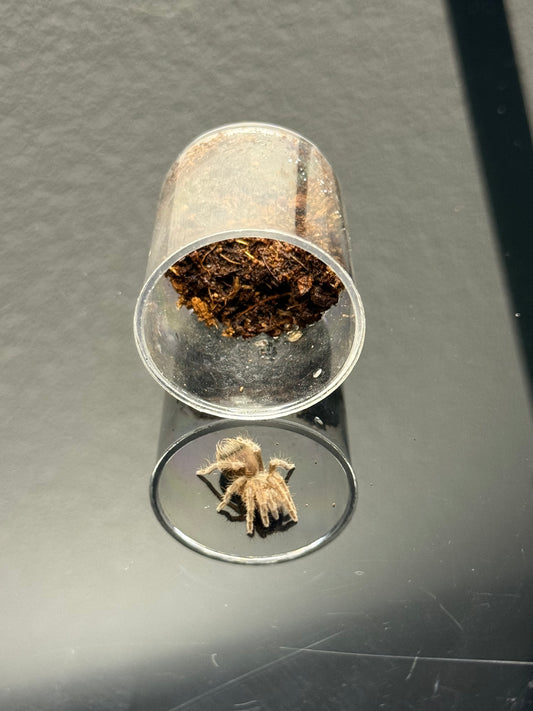 Eupalaestrus weijenberghi