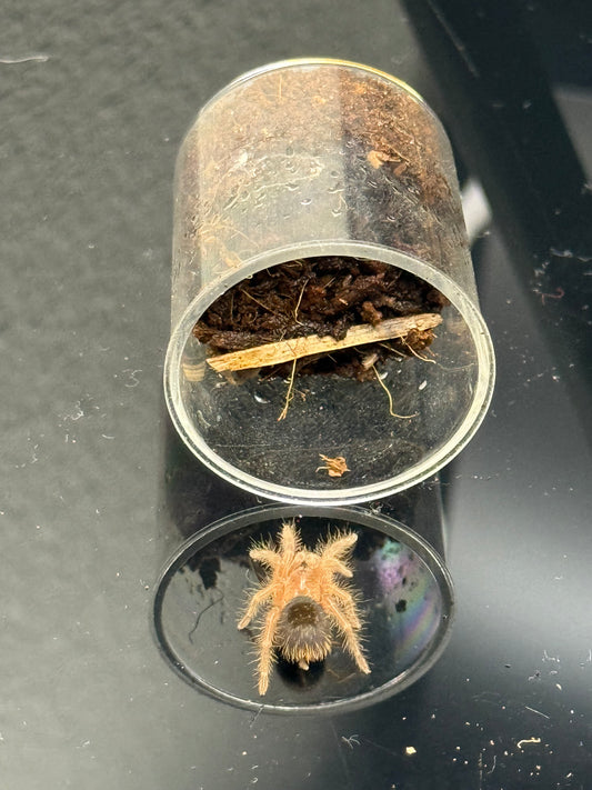 Grammostola pulchripes
