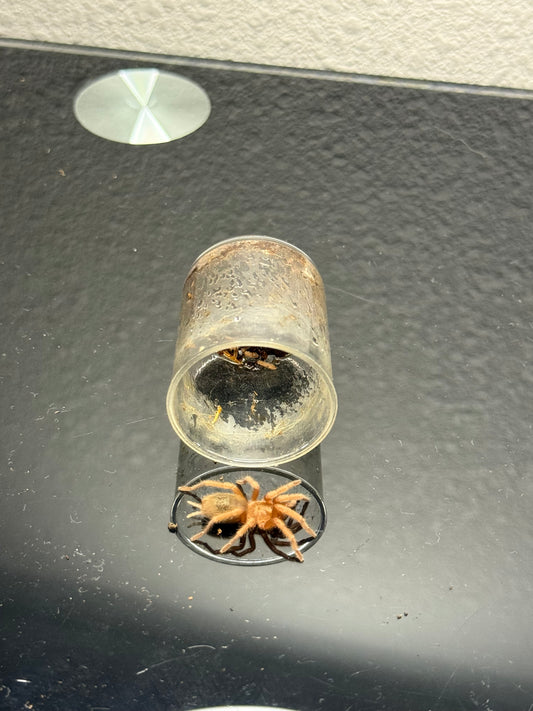 Euthalus parda